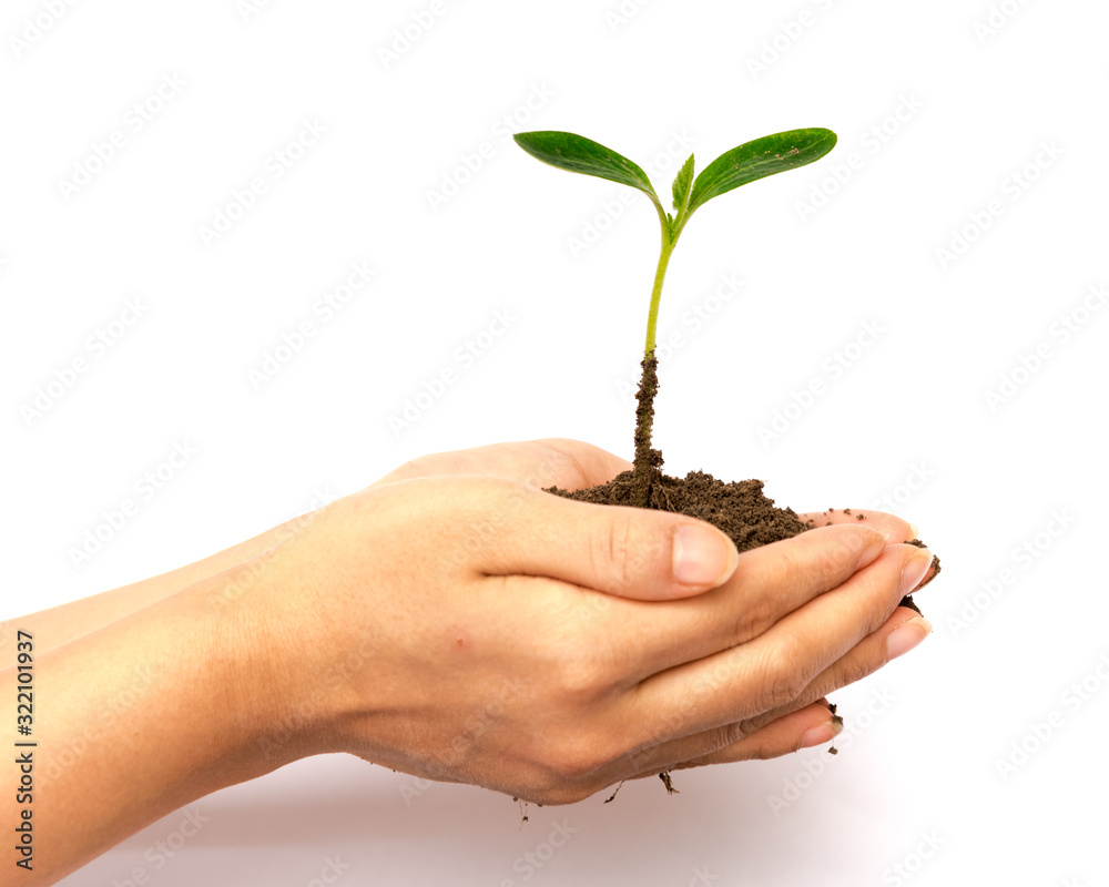 Studio shot seedling green sprout in Asian woman hand isolated on white Studio shot seedling green sprout in Asian woman hand isolated on white