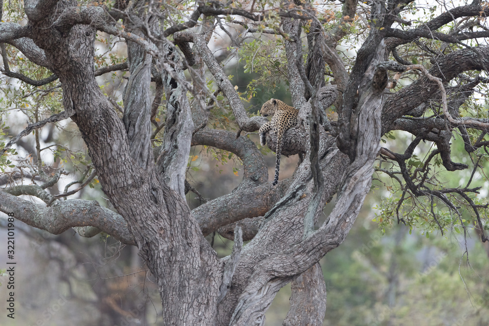 Leopard resting on a tree in the wilderness of Africa Leopard resting on a tree in the wilderness of Africa