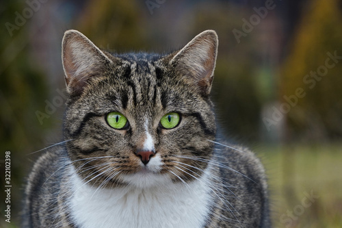 Head of a gray tabby cat with green eyes and a white breast close-up against the fence, free-walking cat.