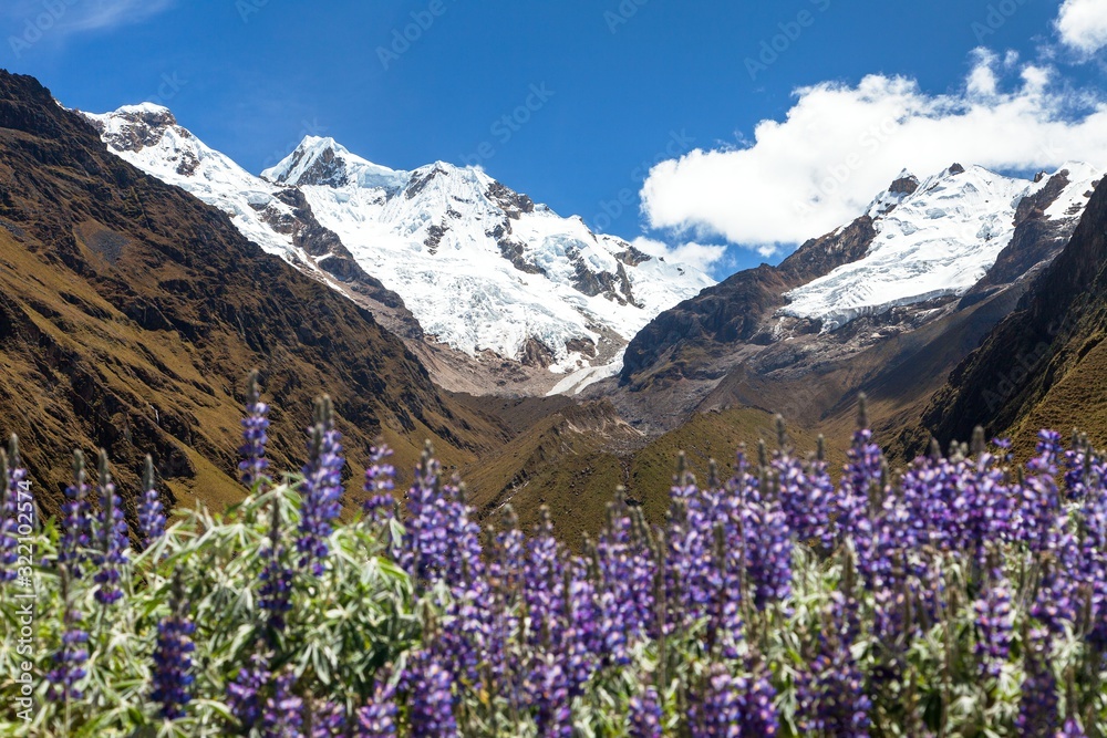 Mount Saksarayuq with Lupinus flower, Andes mountains