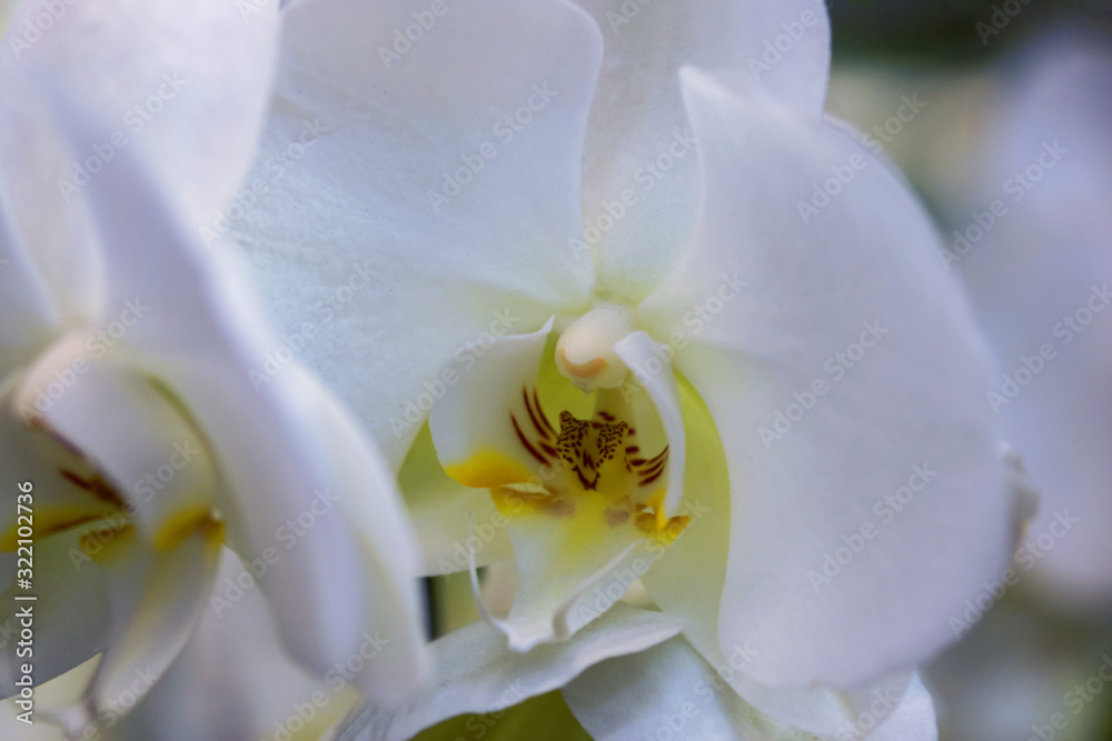 the core of the white Orchid closeup the core of the white Orchid closeup