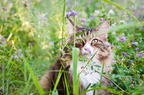 Photography portrait of a norvegian forest cat in the tall grass and purple wild flowers