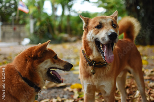 Two happy dogs playing together over fallen leaves in autumn. © Pornthep