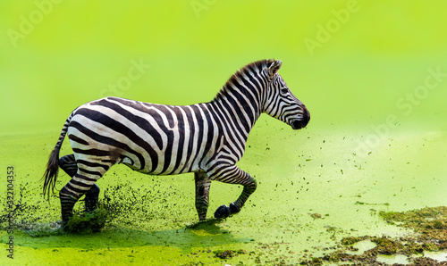The zebra was running gracefully running in the green water