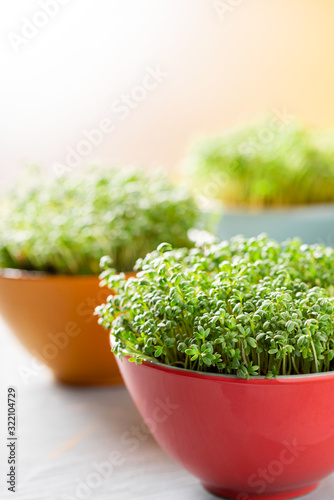 Growing microgreen at home on the windowsill. Sprouts of cress in colorful bowls close-up. Selective focus. The concept of a home garden. Spring.