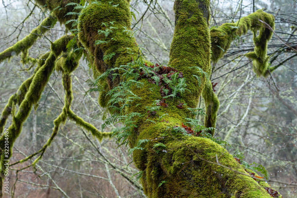 Fototapeta premium Selective focus on slanted moss covered tree branch in a forest in Washington