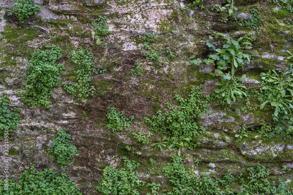 Green plants and moss cover a stone wall. Nature background. Green plants and moss cover a stone wall. Nature background.