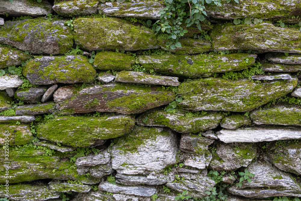 Green moss on an old gray stone wall. Evergreen wild plant needs moist environment to survive. Nature background.