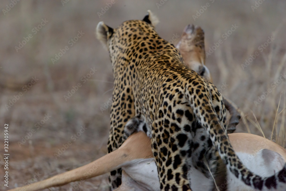 Fototapeta premium Leopard with a kill, leopard hunt impala, carcass