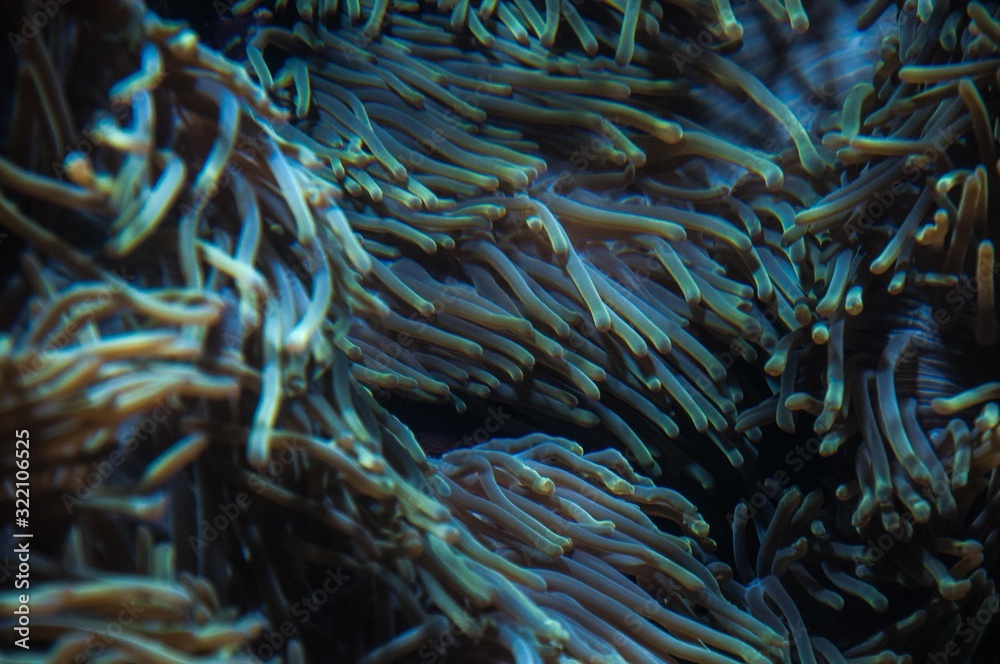 abstract anemone 2 abstract anemone 2