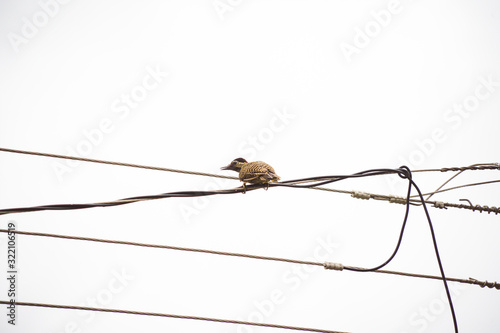 Woodpecker bird on a wire