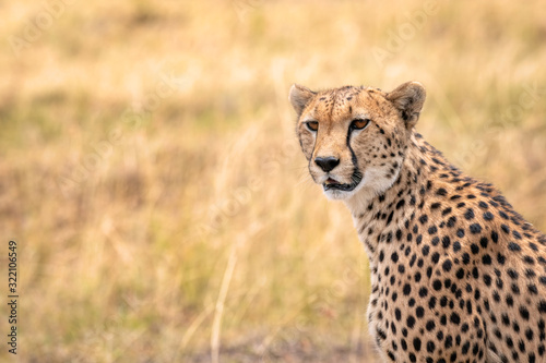 Close up of a cheetah scanning the savanna for food.  Image taken in the Masai Mara, Kenya.