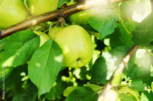 Green juicy apples ripen on a branch on a Sunny summer day, light, the concept of growing organic fruits