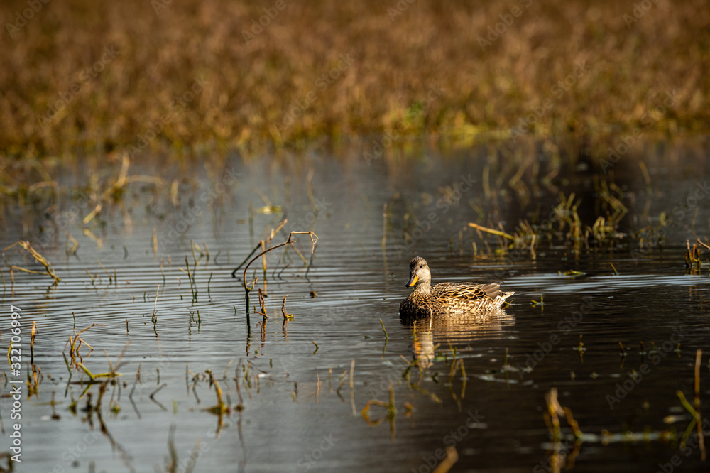 Gadwall or Mareca strepera bird in beautiful early morning light at keoladeo national park or bird sanctuary, bharatpur, rajasthan, india Gadwall or Mareca strepera bird in beautiful early morning light at keoladeo national park or bird sanctuary, bharatpur, rajasthan, india