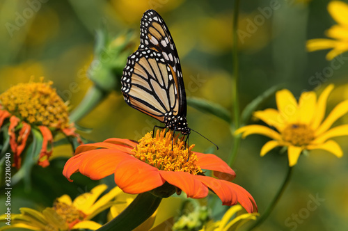 Monarch butterfly on Tithonia diversifolia or Mexican sunflower. The monarch is a milkweed butterfly in the family Nymphalidae and is threatened by severe habitat loss in much of the USA. 