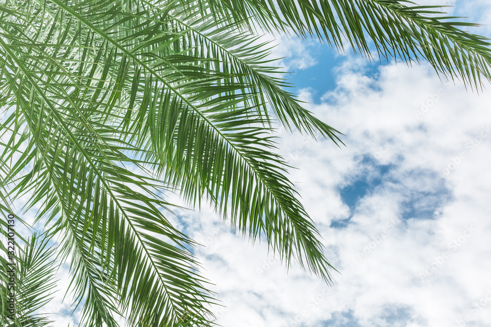 Palm branches of a tropical beach. Background. Place for text Palm branches of a tropical beach. Background. Place for text