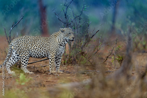 Leopard in the wilderness of Africa