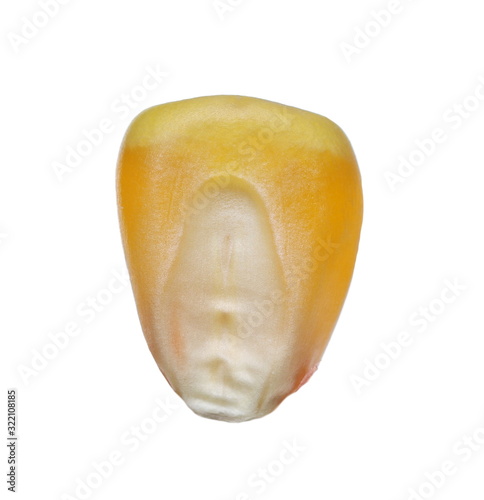 Macro kernel corn isolated on white background