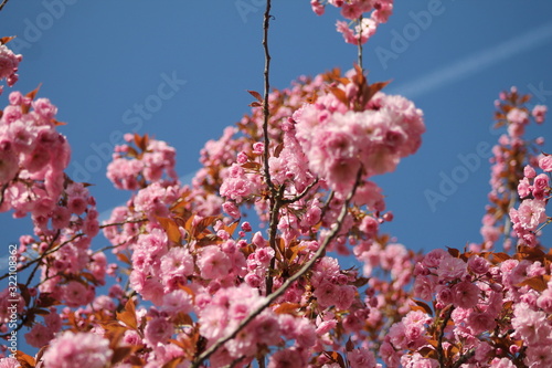 Kirschbaumblüten