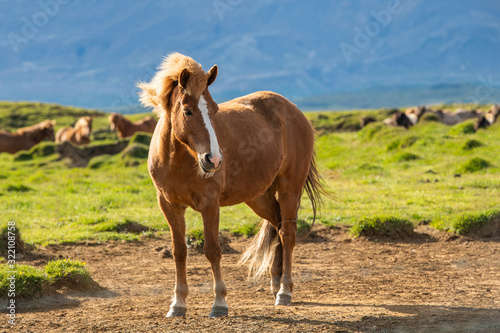 Brown icelandic horse in the field