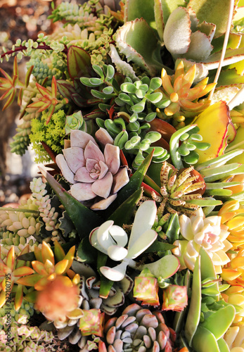 succulent design photo