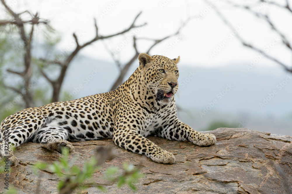 Fototapeta premium Leopard in the wilderness of Africa