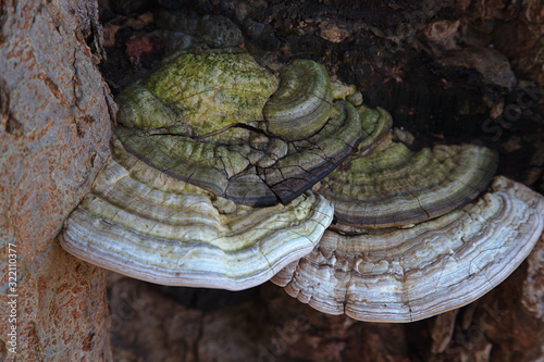 Bracket fungus on bark. Green, cream and brown textured stripes