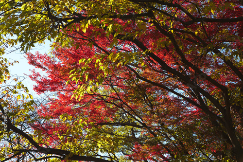 Dark branches flowing in autumn with red and yellow leaves. Blue sky through the foliage.