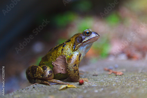 Closeup of a frog in the garden. Blurry grey and brown background with specks of green. 