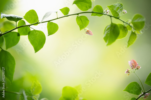 Close up of nature view green leaf on blurred greenery background under sunlight with bokeh and copy space using as background natural plants landscape  ecology wallpaper concept.