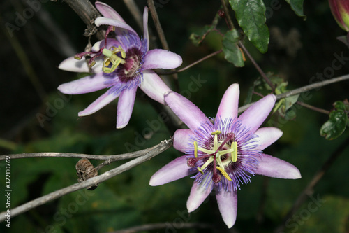 Light purple passion fruit flower with dark green leaves and background