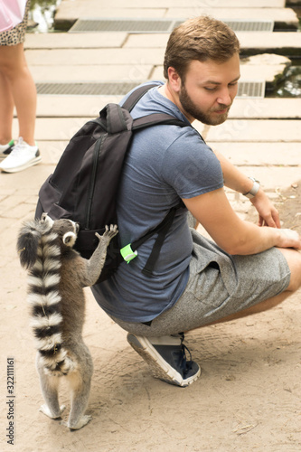 Young european tourist man spending time with funny courious Lemur Katta during visit at zoo, safari park in Netherlands photo