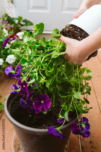 Girl replanting purple viola on the outdoor apartment balcony. Family gardening, greenery concept
