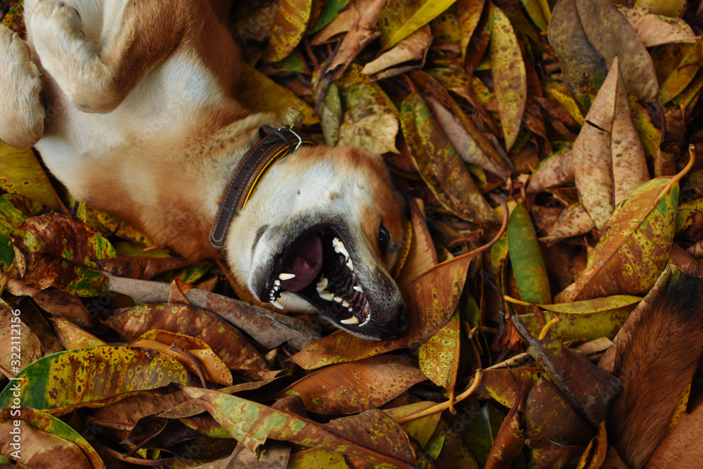 Happy dog lying outdoors on fallen leaves in the autumn garden. Happy dog lying outdoors on fallen leaves in the autumn garden.
