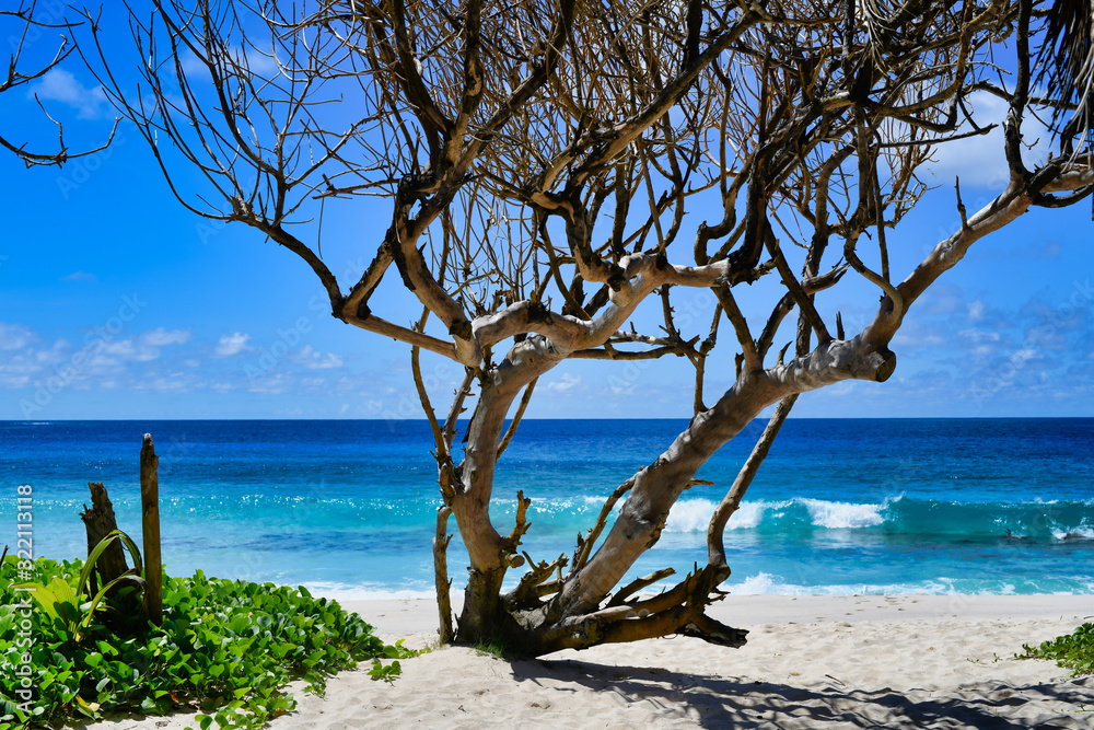 An Old Tree at the Ocean. Seychelles Mahe Island 