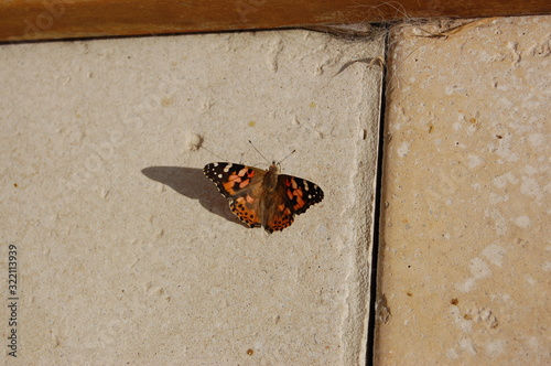 butterfly on stone