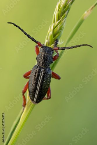 A ground living longicorn beetle Dorcadion pedestre in Czech Republic