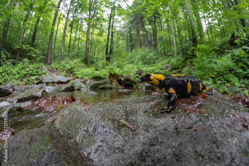 The fire salamander Salamandra salamandra in Czech Republic