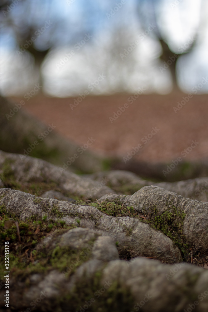 Raices de haya en otoño