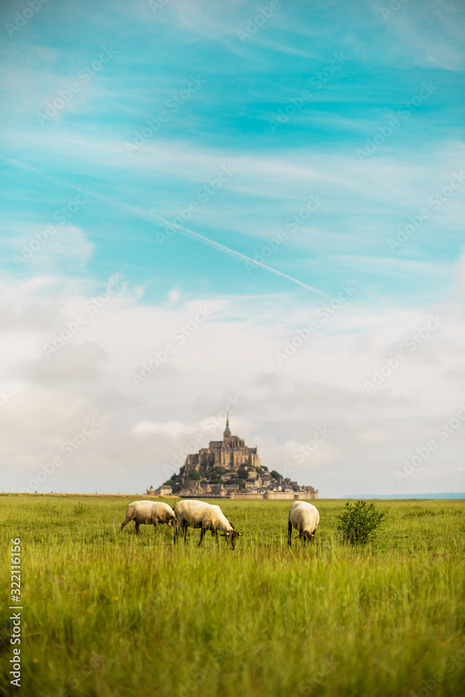 Fototapeta premium Mouton, en baie du Mont Saint Michel dans la Manche, France