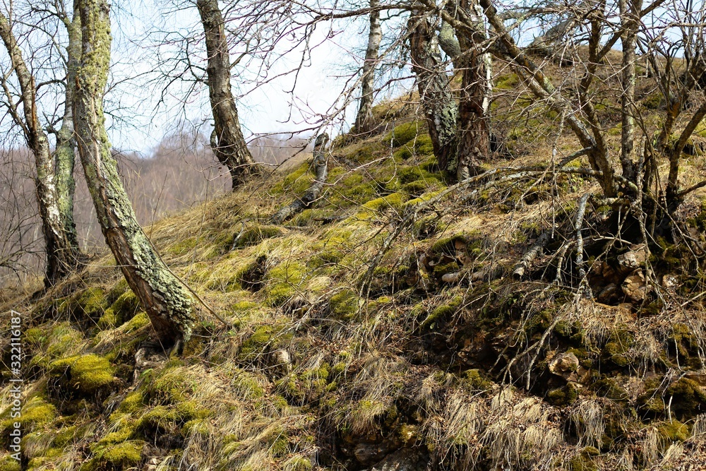 Forest trees Forest trees