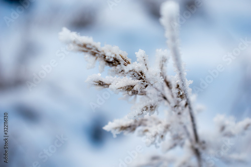  winter © Елена Фролова