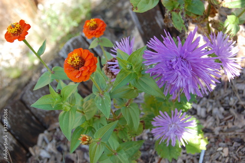 flowers in the garden