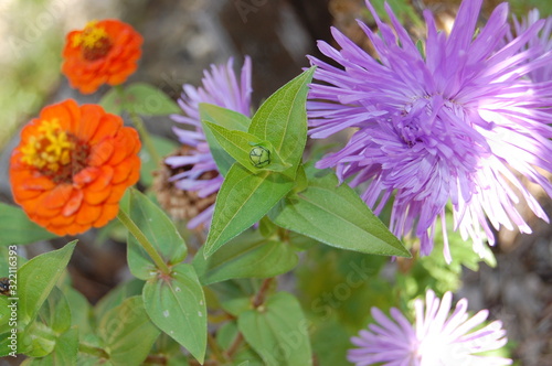 flower in the garden