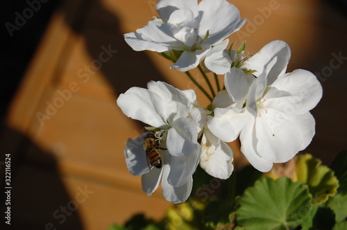  white flowers and bee