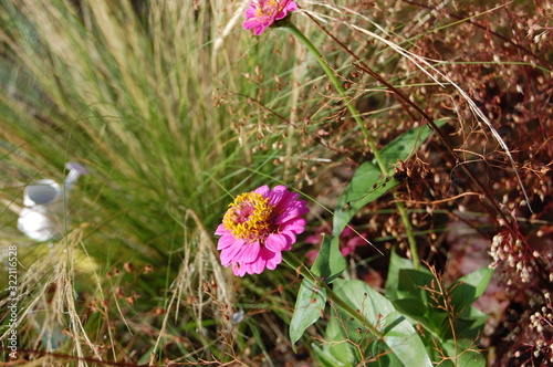 flowers in the garden