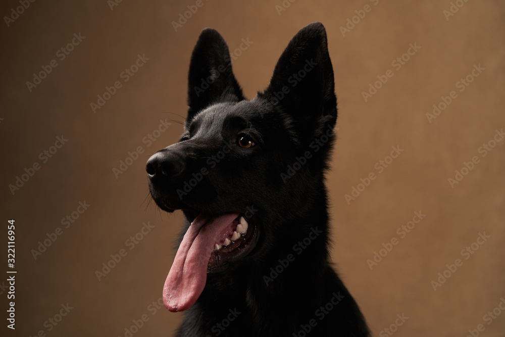 Black german shepherd Dog on brown background with copy space.
