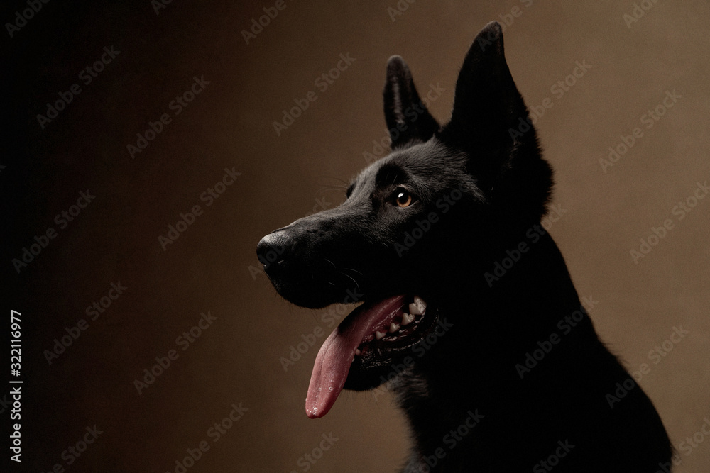 Black german shepherd Dog on brown background with copy space.