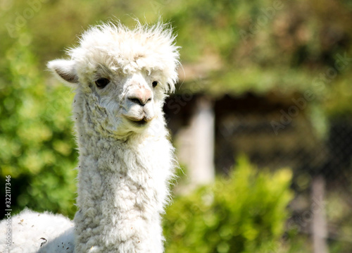 Alpaca in Quito