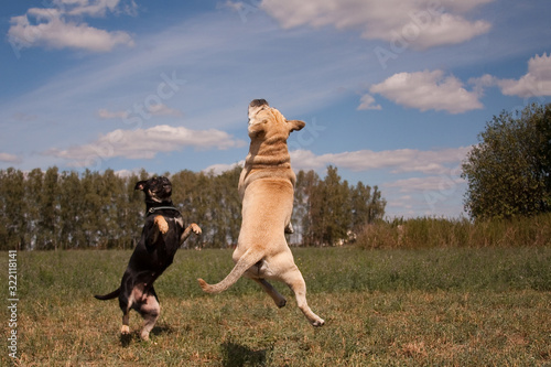 Two Cadebo Dogs Jump and Fly photo